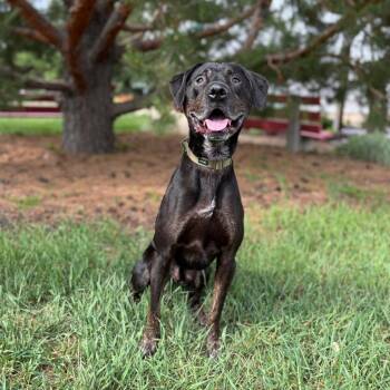 Drizz--In Foster -  Catahoula Leopard Dog and Mixed Breed Dog for Adoption in Fargo, North Dakota - Drizz--In Foster | PetCurious