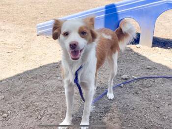 Rescue Papillon and Brittany Spaniel Dogs for Adoption in Tustin, California - PIPER | PetCurious
