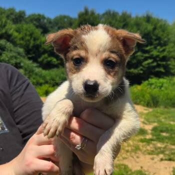 CT Chile -  Mixed Breed Dog for Adoption in Stormville, New York - CT Chile | PetCurious