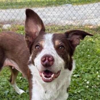 Rosa -  Border Collie Dog for Adoption in Wenatchee, Washington - Rosa | PetCurious