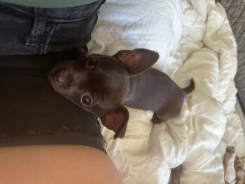 Chiweenie Dogs Available for Adoption in Lafayette, California - Dublin | PetCurious