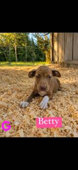 Betty -  Pit Bull Terrier Dog for Adoption in Seaside Heights, New Jersey - Betty | PetCurious