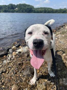 Mixed Breed Dogs Available for Adoption - Henry | PetCurious