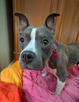 Lainey  -  Pit Bull Terrier Dog for Adoption in Charlotte, North Carolina - Lainey  | PetCurious