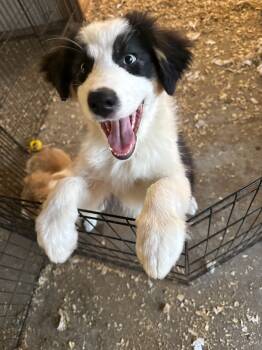 Australian Shepherd Dogs Available for Sale - Willa | PetCurious