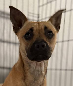 Terrier Dogs Available for Adoption in Lodi, California - Harley Quinn | PetCurious