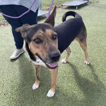 Rescue German Shepherd Dog and Mixed Breed Dogs for Adoption in Tomball, Texas - Woody Aka Buster | PetCurious