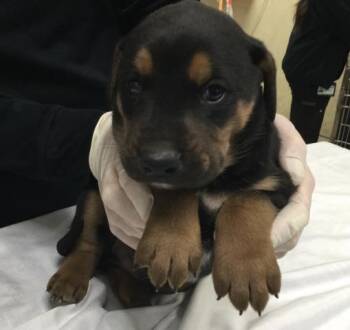 Doberman Pinscher and Mixed Breed Dogs Available for Adoption - COOKIE | PetCurious