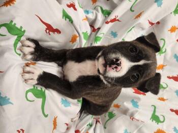 Pit Bull Terrier Dogs Available for Adoption - Fitz - Taking Applications Only  | PetCurious