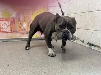 GINGER -  American Bulldog Dog for Adoption in San Bernardino, California - GINGER | PetCurious