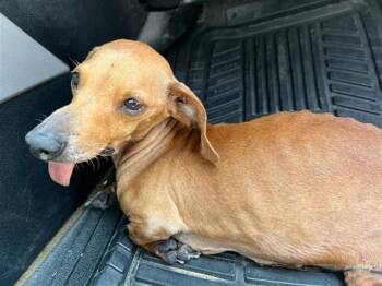 TOOTSIE -  Dachshund Dog for Adoption in San Antonio, Texas - TOOTSIE | PetCurious