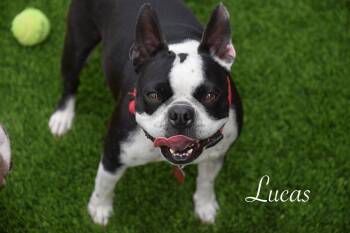 Boston Terrier Dogs Available for Adoption - Lucas And Louie | PetCurious