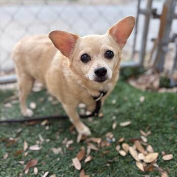 Chihuahua Dogs Available for Adoption in Port Richey, Florida - Ginger | PetCurious