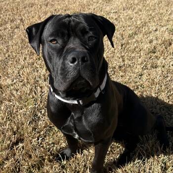 Cane Corso Dogs Available for Adoption - Maya | PetCurious