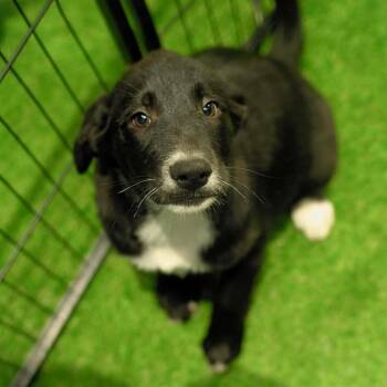 Phantom JuM -  Australian Shepherd and Mixed Breed Dog for Adoption in Austin, Texas - Phantom JuM | PetCurious