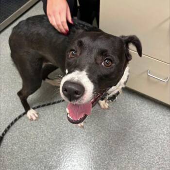 Roxanne -  Black Labrador Retriever Dog for Adoption in Batavia, Ohio - Roxanne | PetCurious