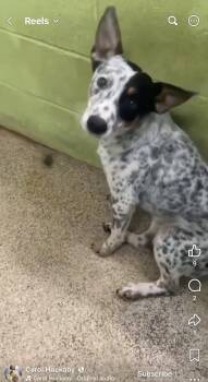 Maverick -  Australian Cattle Dog Blue Heeler Dog for Adoption in Lakewood Ranch, Florida - Maverick | PetCurious