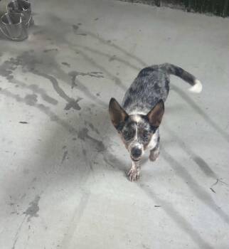 Sydney -  Australian Cattle Dog Blue Heeler Dog for Adoption in Lakewood Ranch, Florida - Sydney | PetCurious