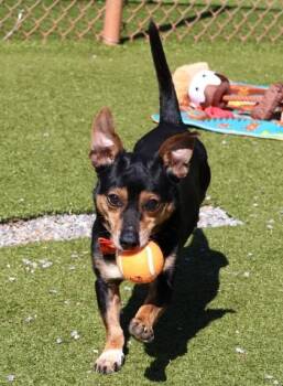 Rescue Mixed Breed Dogs for Adoption in Athens, Georgia - Buddy | PetCurious