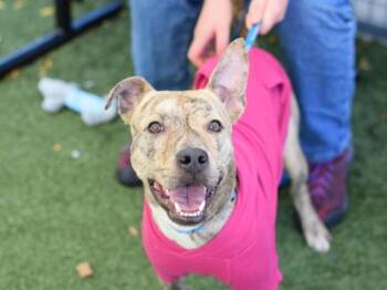 Paisley -  Mixed Breed Dog for Adoption - Paisley | PetCurious