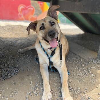 HOPE -  Yellow Labrador Retriever Dog for Adoption in Pasadena, California - HOPE | PetCurious