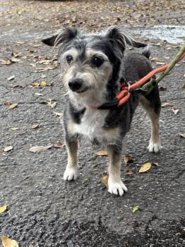 Yorkshire Terrier Dogs Available for Adoption - Nancy | PetCurious