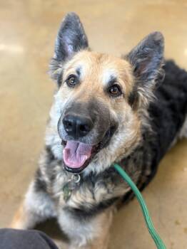 Sergio -  German Shepherd Dog Dog for Adoption in Los Angeles, California - Sergio | PetCurious