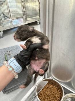 Rescue Terrier and Mixed Breed Dogs for Adoption in Fort Worth, Texas - 59657596 | PetCurious