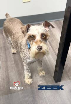 Schnauzer Dogs Available for Adoption in Council Bluffs, Iowa - Zeek | PetCurious