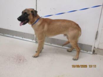 Junior(851) -  Shepherd Dog for Adoption in Marietta, Georgia - Junior(851) | PetCurious