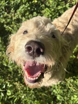 Goldendoodle Dogs Available for Adoption in Fosters, Alabama - ZOEY | PetCurious