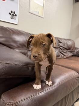 Lyra -  Pit Bull Terrier Dog for Adoption in Buena Vista, Colorado - Lyra | PetCurious
