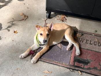 Rescue Labrador Retriever Dogs for Adoption in Denver, Colorado - Salem | PetCurious