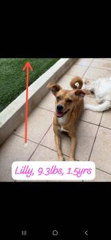 Chihuahua Dogs Available for Adoption in New York, New York - Lily | PetCurious