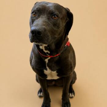 Mixed Breed Dogs Available for Adoption in Corinth, Mississippi - Sydney | PetCurious