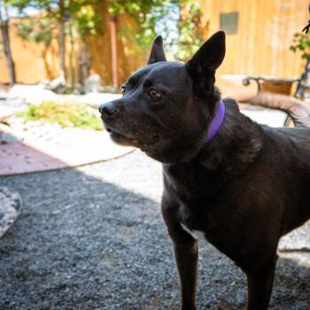 Winston Wolf -  Pit Bull Terrier and Shepherd Dog for Adoption in Cheyenne, Wyoming - Winston Wolf | PetCurious