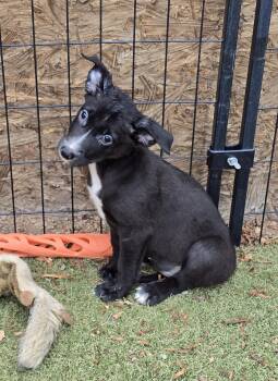 Solstice -  Border Collie and Labrador Retriever Dog for Adoption in Apache Junction, Arizona - Solstice | PetCurious