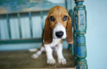 Basset Hound and Beagle Dogs Available for Adoption in San Antonio, Texas - Rocky | PetCurious