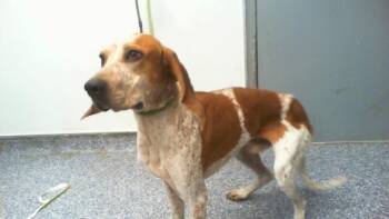 WILBUR -  English Coonhound Dog for Adoption in Charlotte, North Carolina - WILBUR | PetCurious