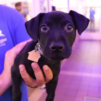 Guajillo -  Mixed Breed Dog for Adoption in Port Washington, New York - Guajillo | PetCurious