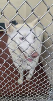 Moxi -  Siberian Husky Dog for Adoption in Salisbury, Maryland - Moxi | PetCurious