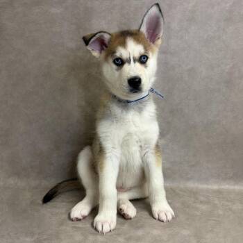 1216 (2026) Regina -  Husky and Shepherd Dog for Adoption in Parker, Colorado - 1216 (2026) Regina | PetCurious
