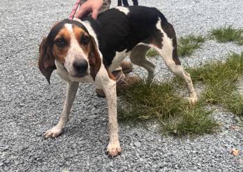 Frass -  Coonhound Dog for Adoption in Elizabethtown, North Carolina - Frass | PetCurious