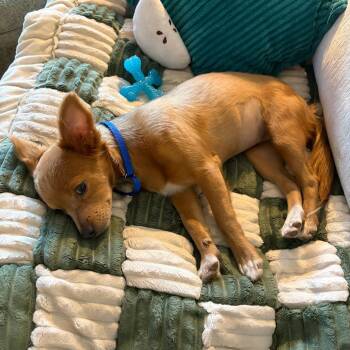 Carrot -  Chihuahua and Dachshund Dog for Adoption - Carrot | PetCurious