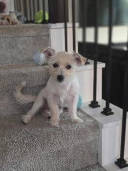 Lil Peanut -  Terrier Dog for Adoption in The Woodlands, Texas - Lil Peanut | PetCurious