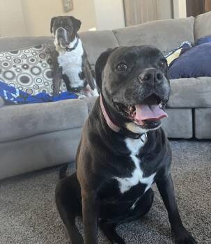 Boxer and Labrador Retriever Dogs Available for Adoption - Millie | PetCurious