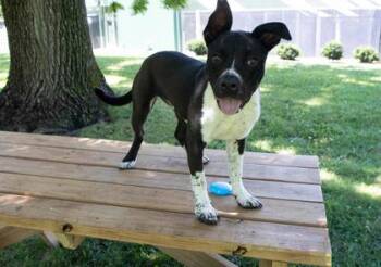 Zeus -  Pit Bull Terrier and Mixed Breed Dog for Adoption in Kansas City, Missouri - Zeus | PetCurious