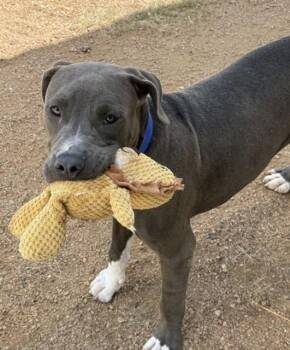 JACK -  Pit Bull Terrier and Mixed Breed Dog for Adoption in Killeen, Texas - JACK | PetCurious