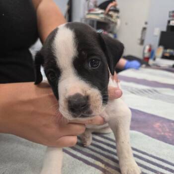 Snoopy -  Mixed Breed Dog for Adoption in Milton, Florida - Snoopy | PetCurious