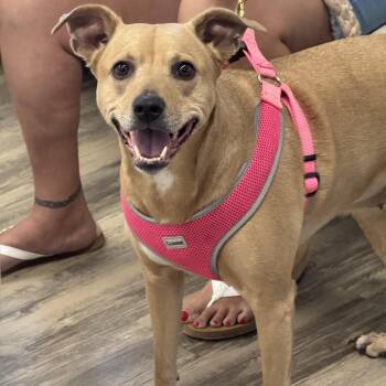 Lilly -  Pit Bull Terrier Dog for Adoption in Sonora, California - Lilly | PetCurious